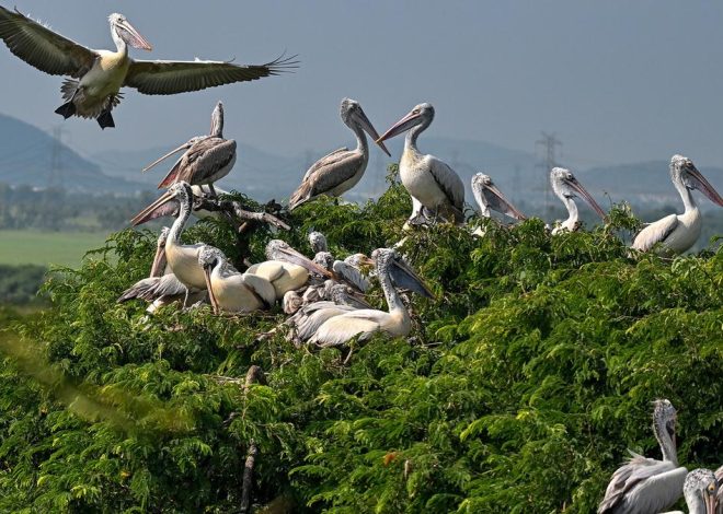 Teleunilapuram: Immigrant birds marked a committed breeding season to reach the bird’s hotspot