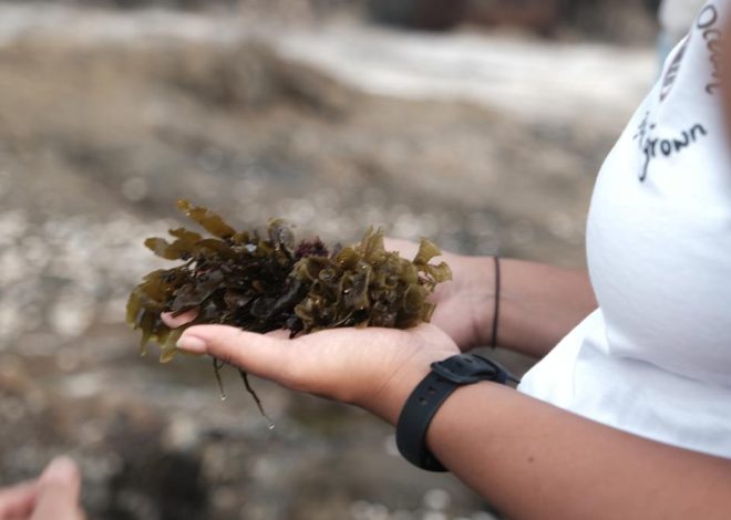 In Goa, we tasted marine for a tidal pool walk