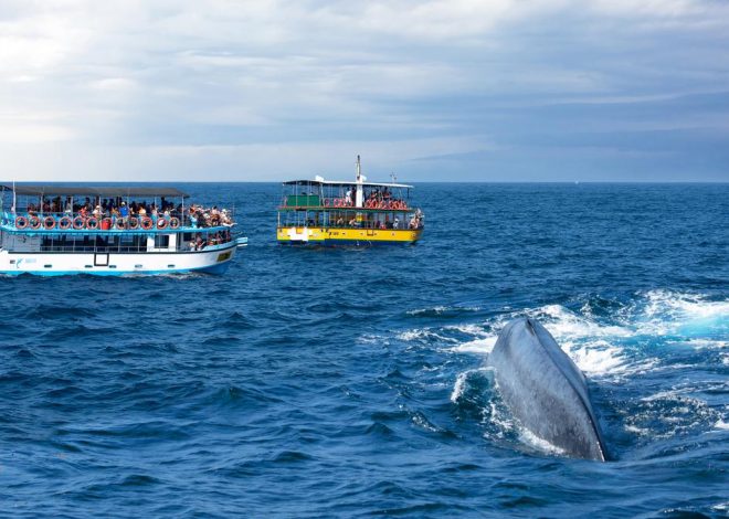 When is the best time to identify blue whales and dolphins in Sri Lanka? A quick guide